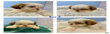 Shih Tzu Puppy 3