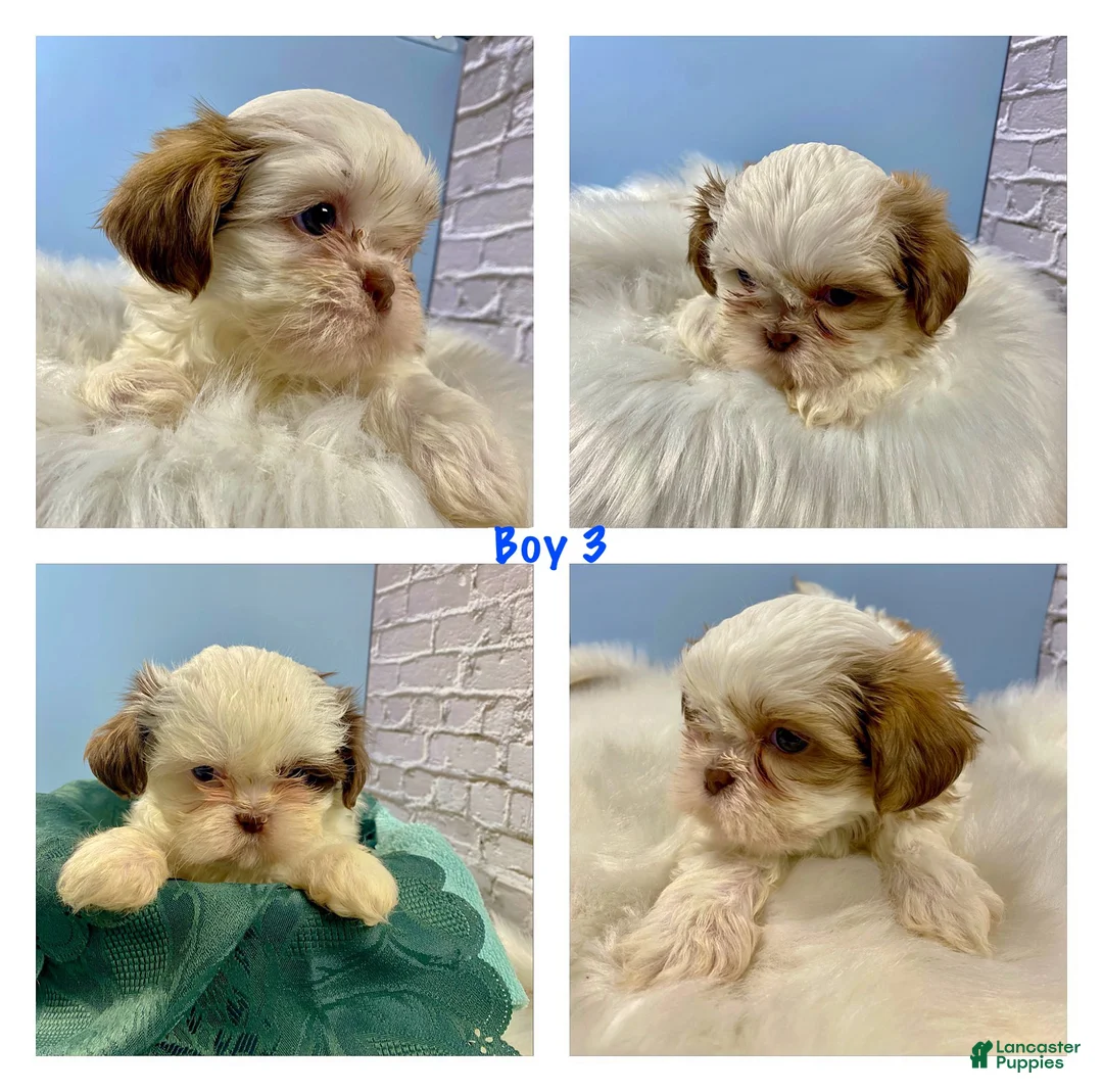 Shih Tzu dogs for sale: Shih Tzu Puppy 3 - Ad 1
