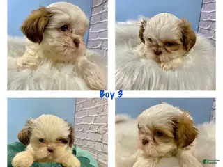 Shih Tzu dogs for sale: Shih Tzu Puppy 3 - Ad 1