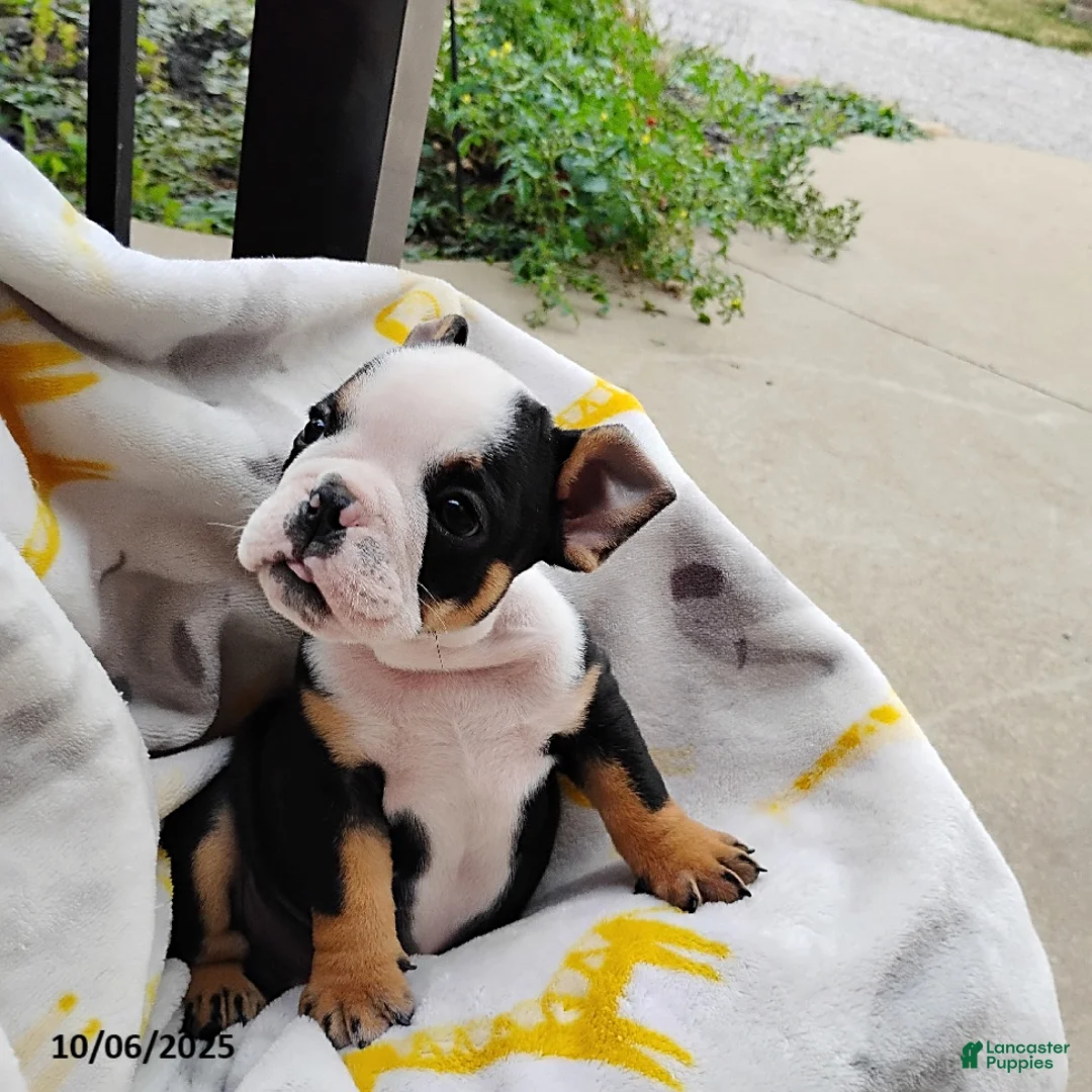 English Bulldog dogs for sale: Reuben - Ad 14