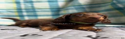 Miniature Dachshund dogs for sale: Green Collar Miniature Dachshund Male Chocolate and Tan Long Haired - Ad 8