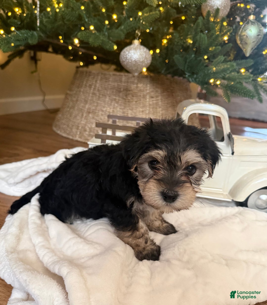 Mixed Breed dogs for sale: Franklin - Ad 3