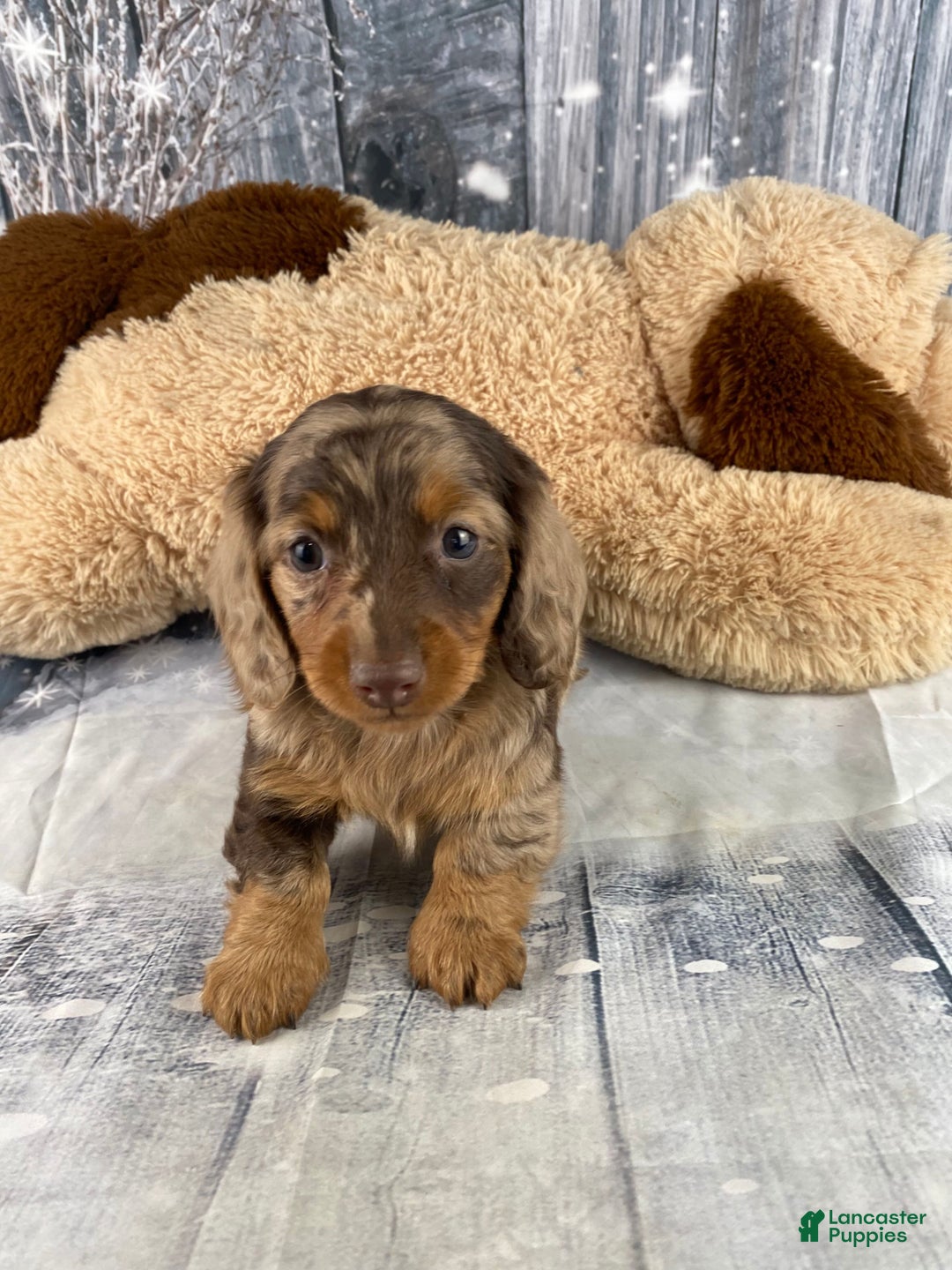 Miniature Dachshund dogs for sale: Skye - Ad 11