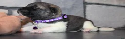 Akita dogs for sale: AKC Kuma - Ad 3