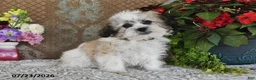 Teddy Bear dogs for sale: Otis - Ad 3