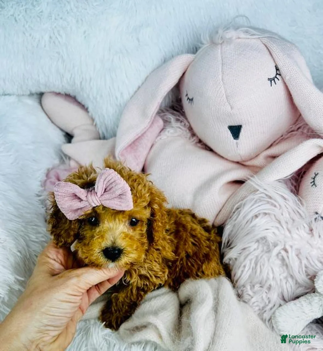 Miniature Poodle dogs for sale: Miniature Poodle Puppy 1 - Ad 2