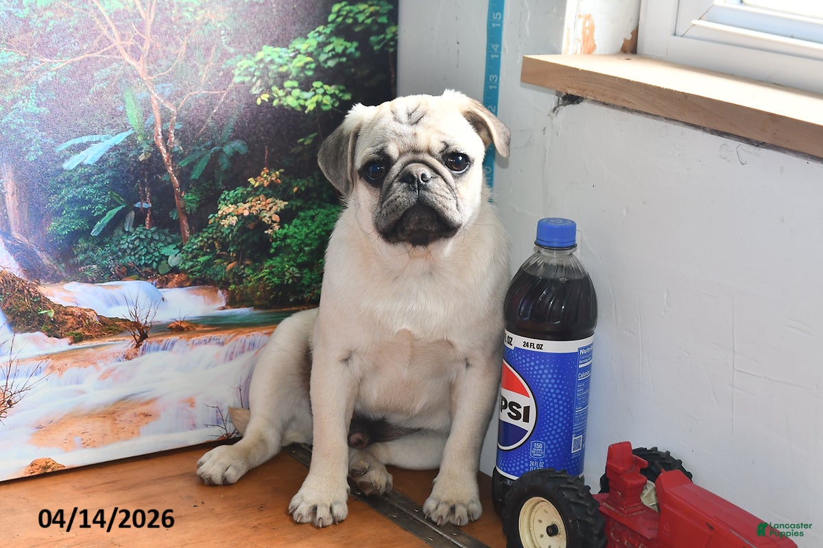 Pug dogs Donald - Ad 2