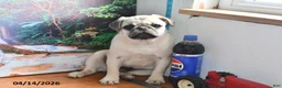 Pug dogs for sale: Donald - Ad 2