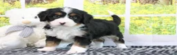 Mini Bernedoodle dogs for sale: Raine - Ad 4