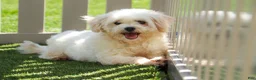 Maltipoo dogs for sale: Pretzel - Ad 8