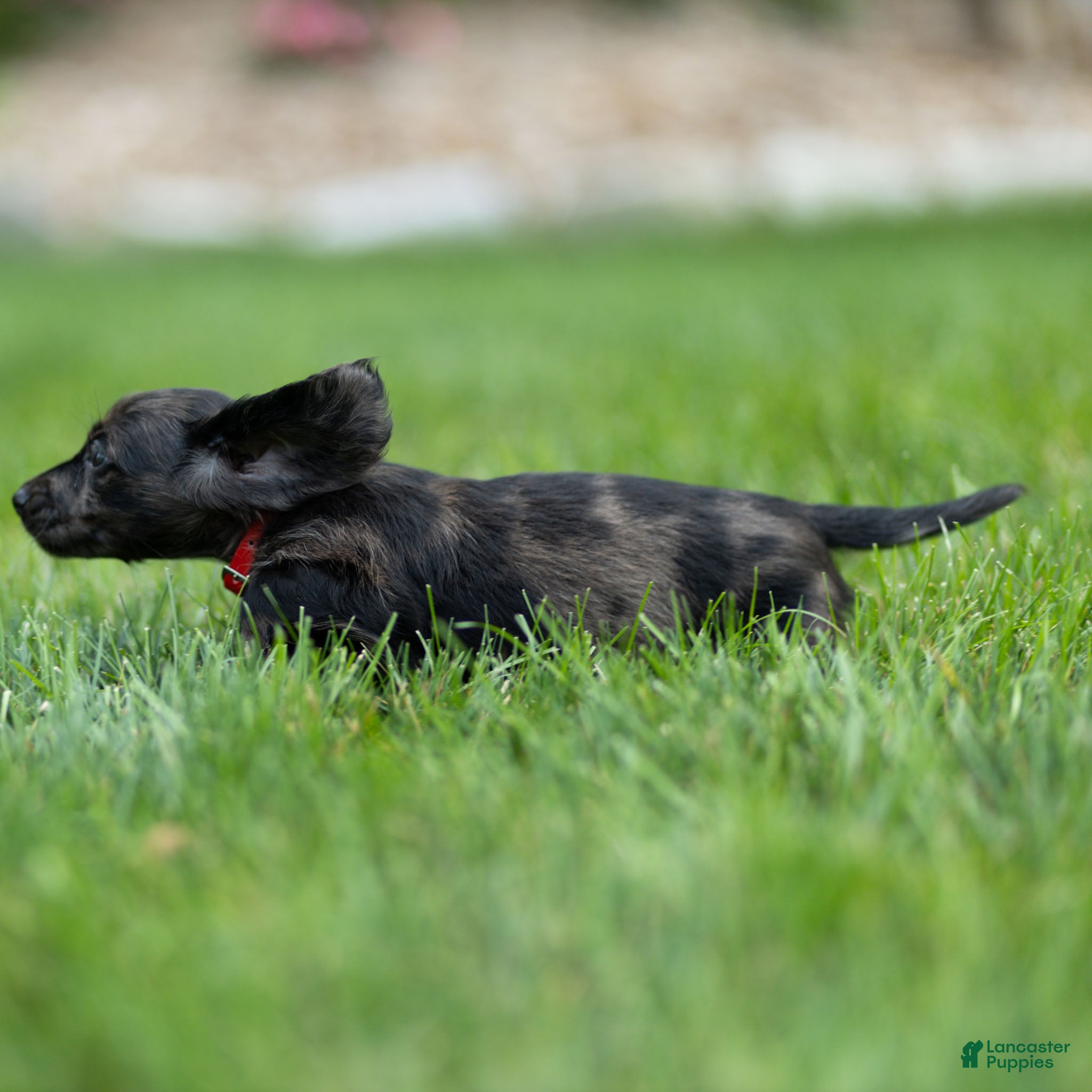Miniature Dachshund dogs Pepper Miniature Dachshund  - Ad 2
