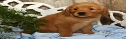Golden Retriever dogs for sale: Shasta - Ad 4