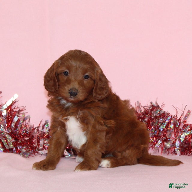 Mini Goldendoodle dogs Amy - Ad 27