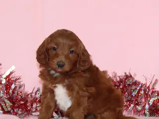 Mini Goldendoodle dogs Amy - Ad 14