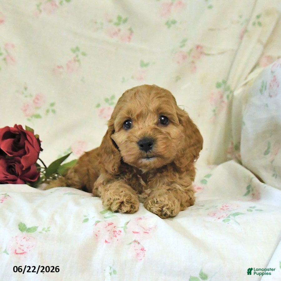 Cockapoo dogs Carter - Ad 2