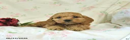Cockapoo dogs for sale: Carter - Ad 2