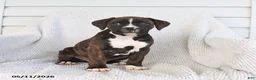 Boxer dogs for sale: Raven - Ad 5