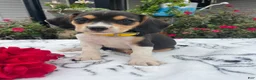Beagle dogs for sale: Bella - Ad 1