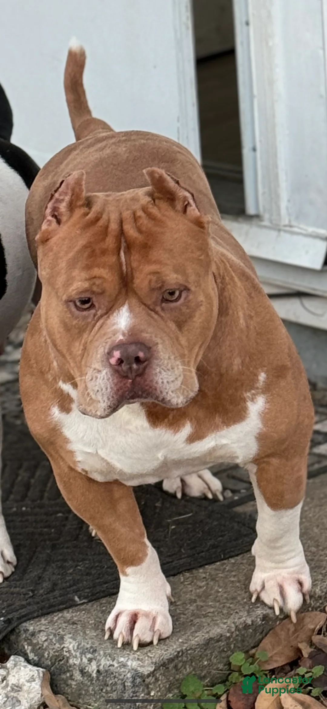 American Bully dogs for sale: American Bully Puppy 1 - Ad 4