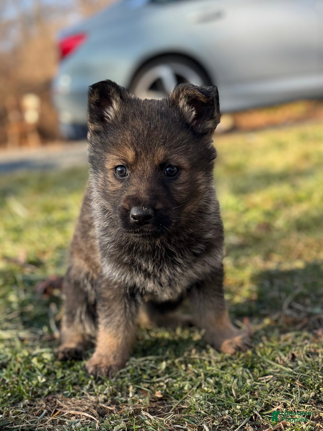 German Shepherd dogs for sale: German Shepherd Puppy 1 - Ad 1