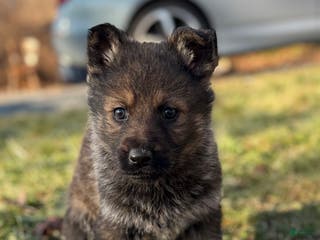German Shepherd dogs German Shepherd Puppy 1 - Ad 2