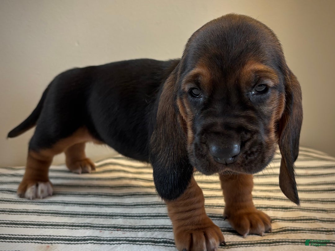 Basset Hound dogs for sale: Jovie - Ad 2