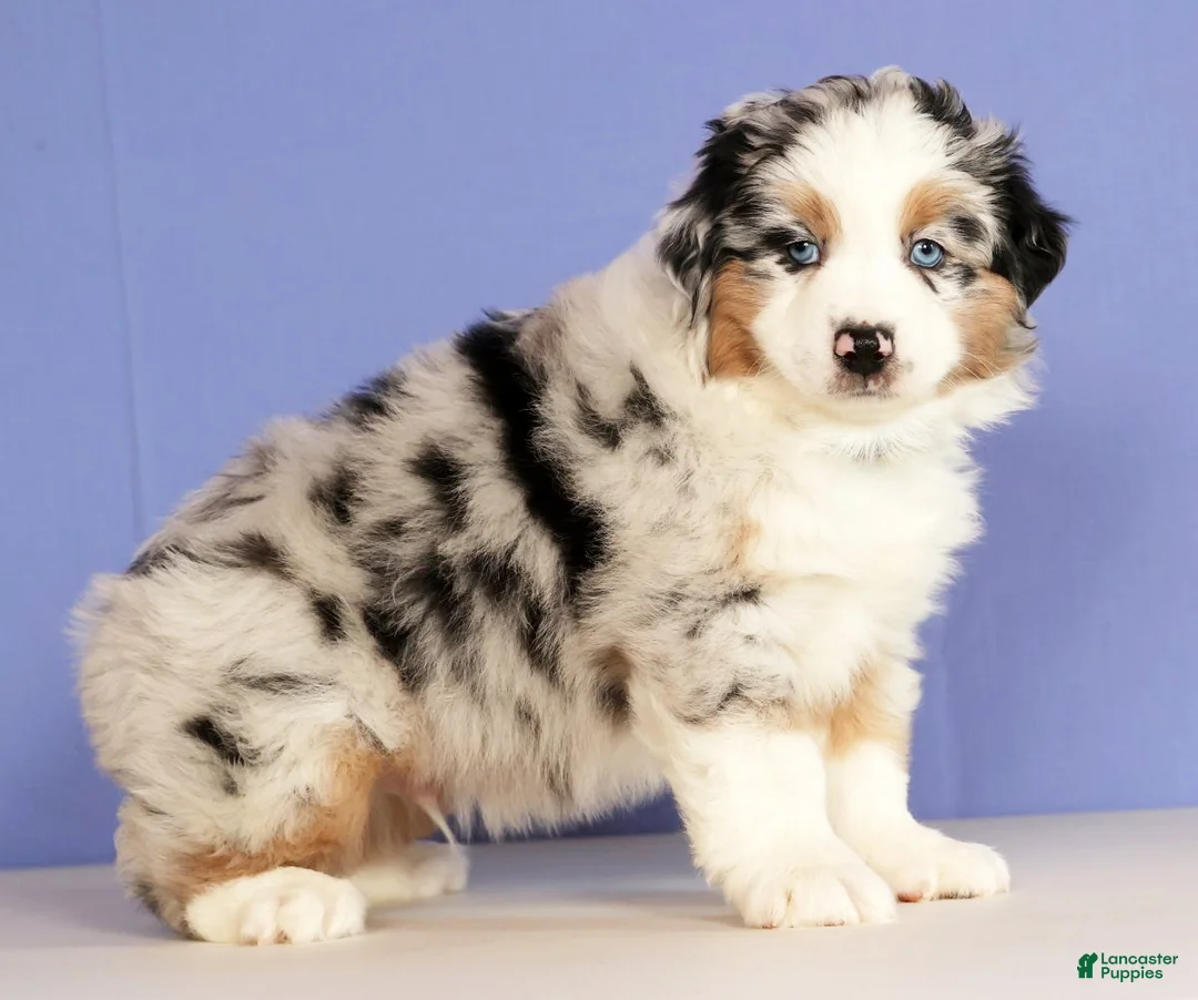 Miniature Australian Shepherd dogs for sale: Jackson - Ad 1