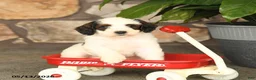 Double Doodle dogs for sale: Mocha - Ad 5