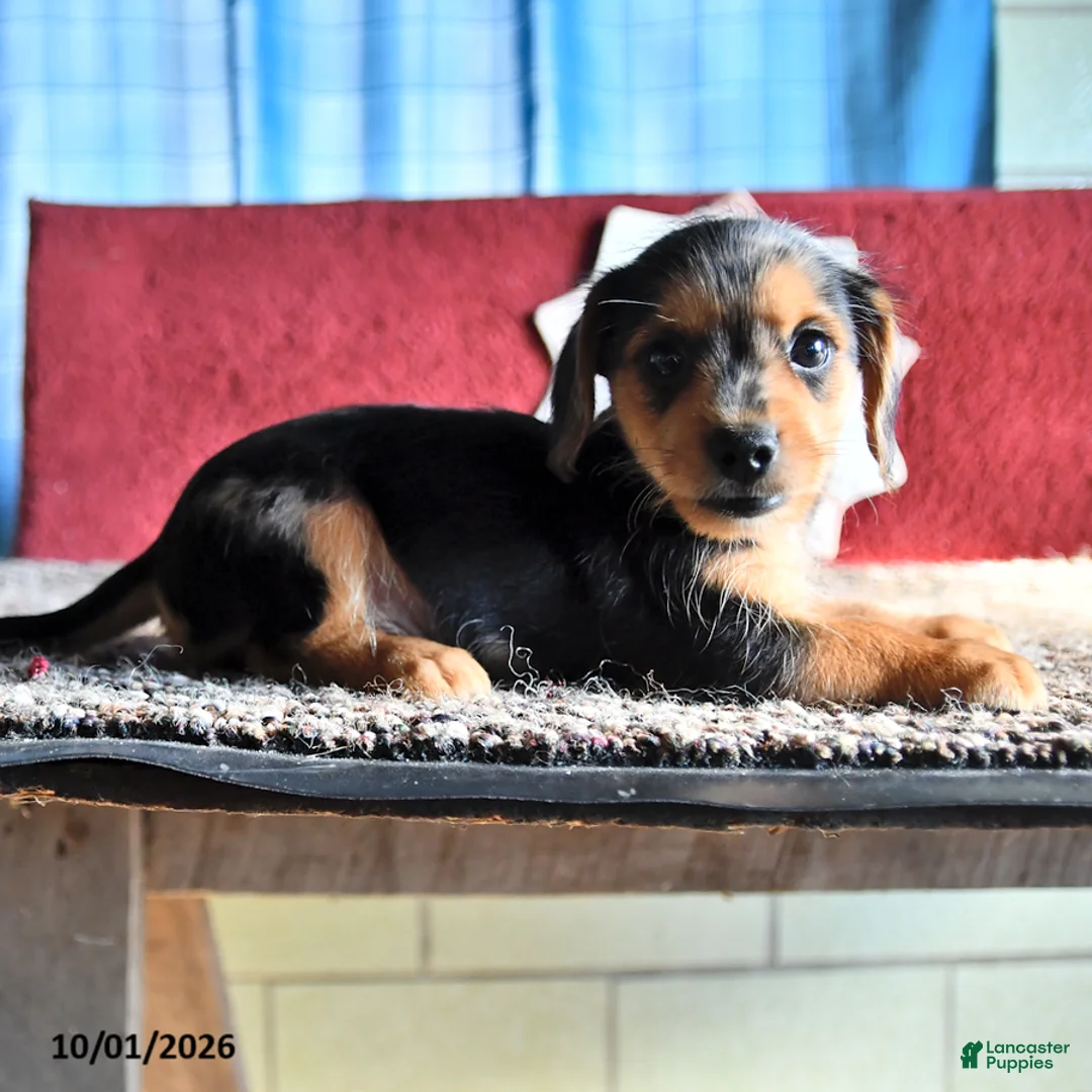 Mixed Breed dogs for sale: Mikey - Ad 3