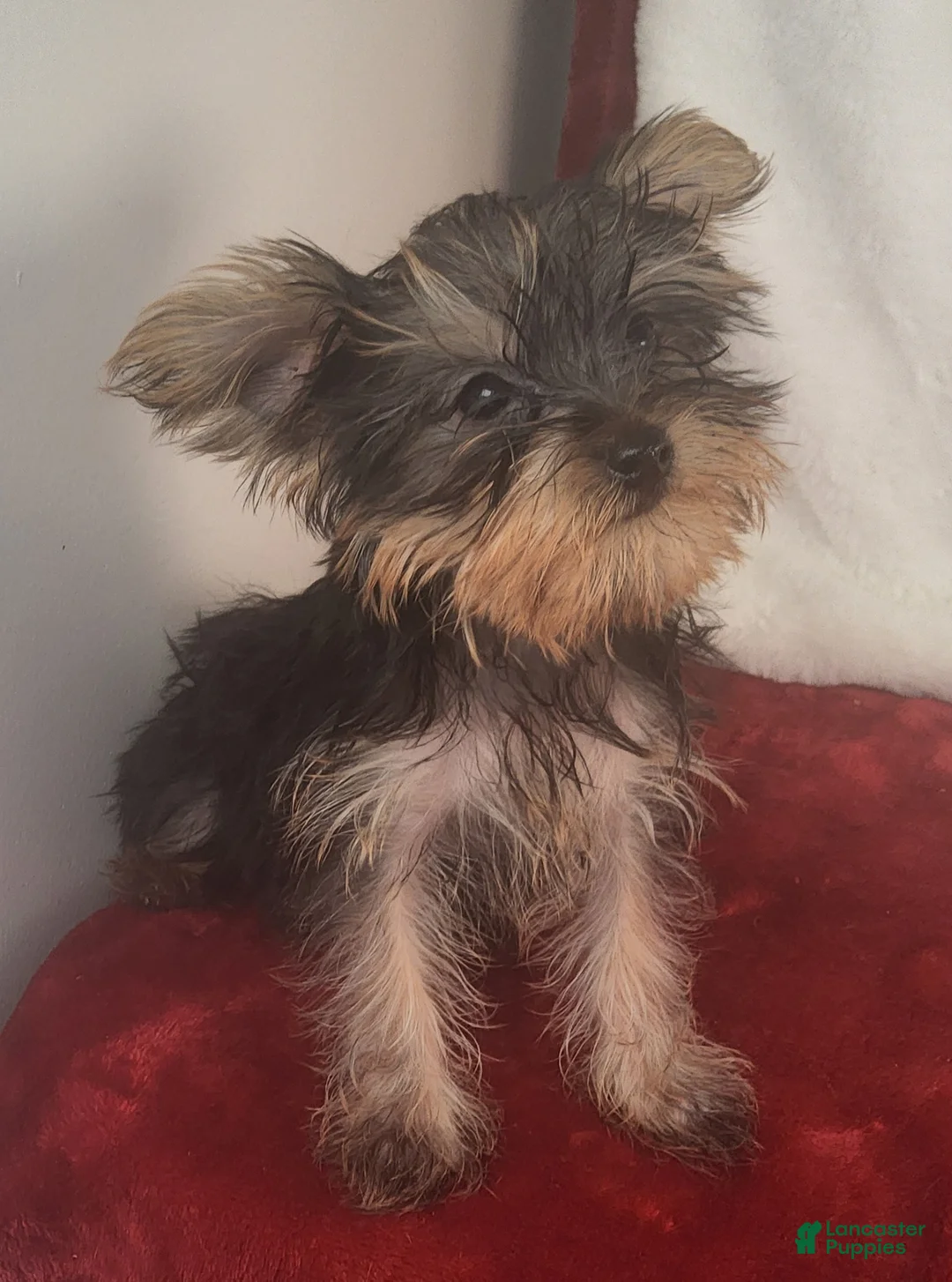 Yorkshire Terrier dogs for sale: Dynamite Zenith - Ad 1