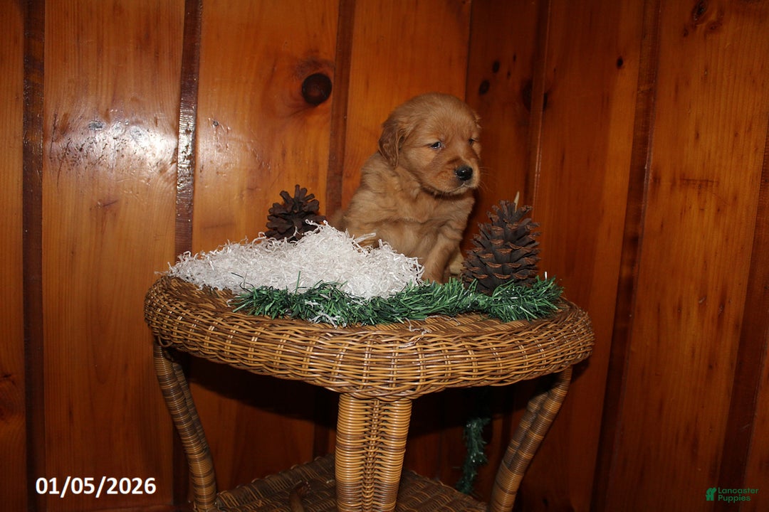 Golden Retriever dogs for sale: Rusty - Ad 3