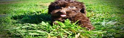 Havapoo dogs for sale: Itsy - Ad 9