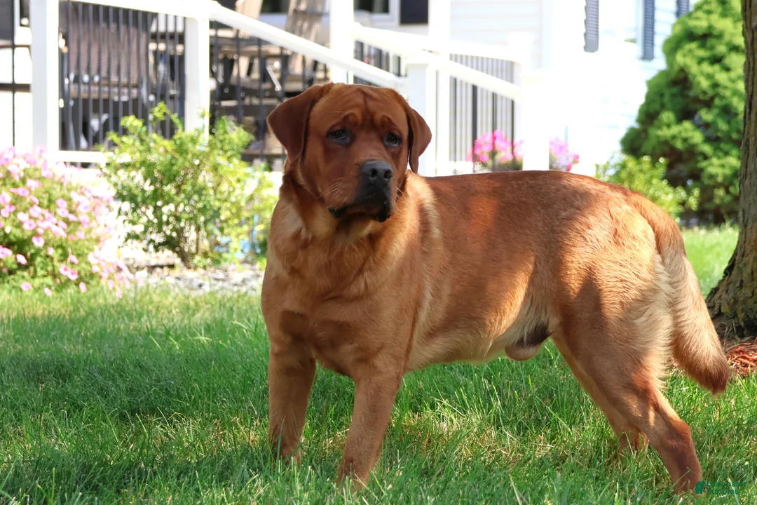 Labrador Retriever dogs for sale: Reign - Ad 7