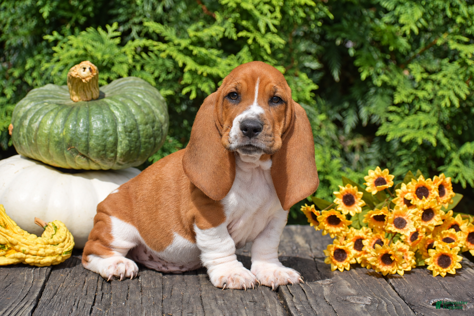 Basset Hound dogs Legend - Ad 1