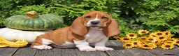 Basset Hound dogs for sale: Legend - Ad 1