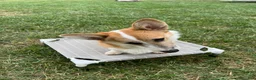 Welsh Corgi Pembroke dogs for sale: Johnny Welsh Corgi Pembroke Puppy leash and crate trained - Ad 2