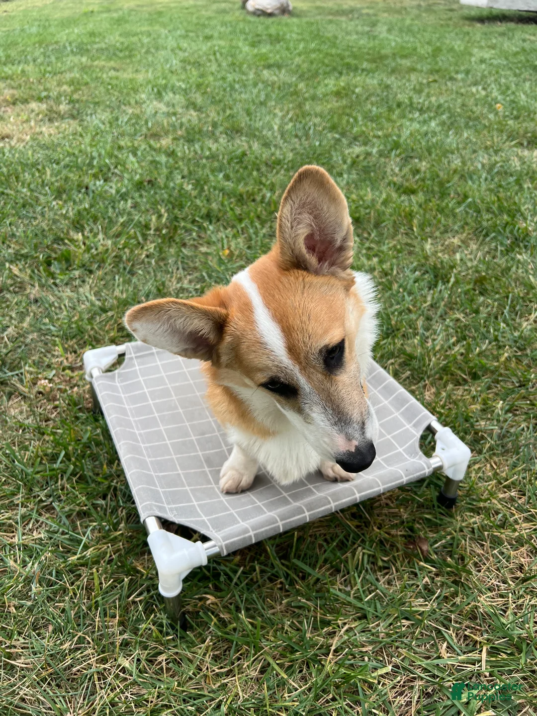Welsh Corgi Pembroke dogs for sale: Johnny Welsh Corgi Pembroke Puppy leash and crate trained - Ad 2