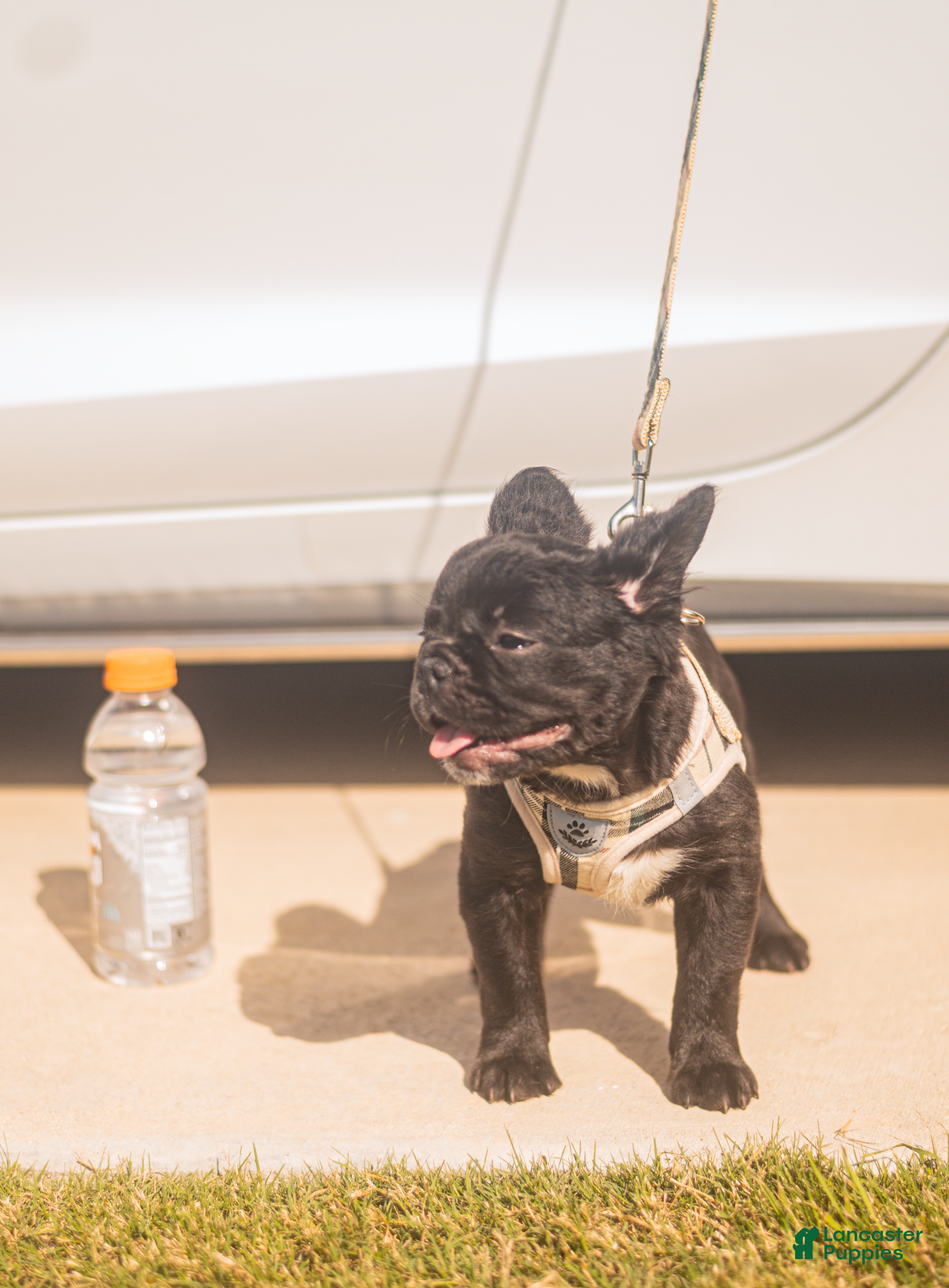 French Bulldog dogs Harlem - Ad 2