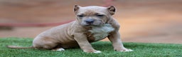 American Bully dogs for sale: Fawn Female - Ad 3