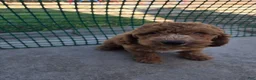 Toy Poodle dogs for sale: Toy Poodle 1 - Ad 3