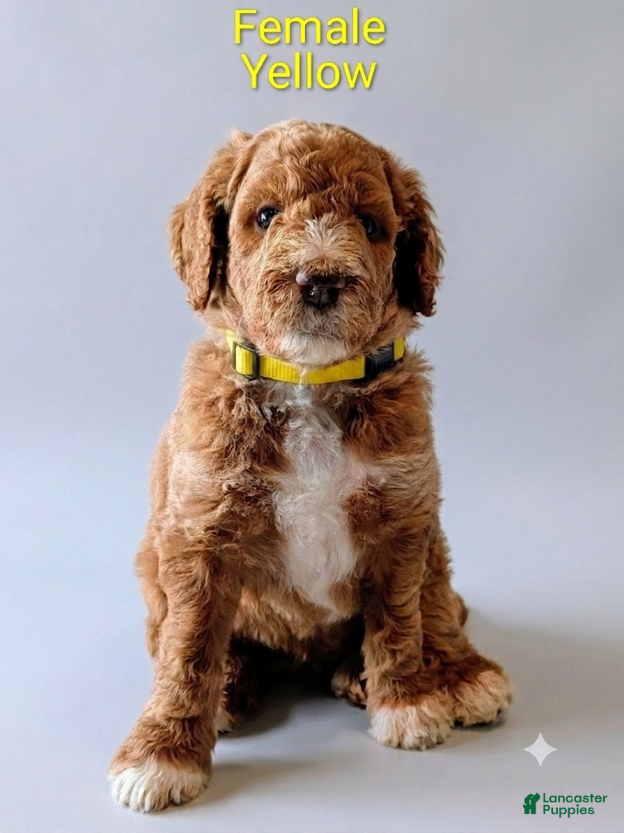 Aussiedoodle dogs Aussiedoodle 4 - Ad 1