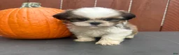 Shih Tzu dogs for sale: Fudge - Ad 5