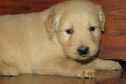 Golden Retriever Puppy 6 Tuck