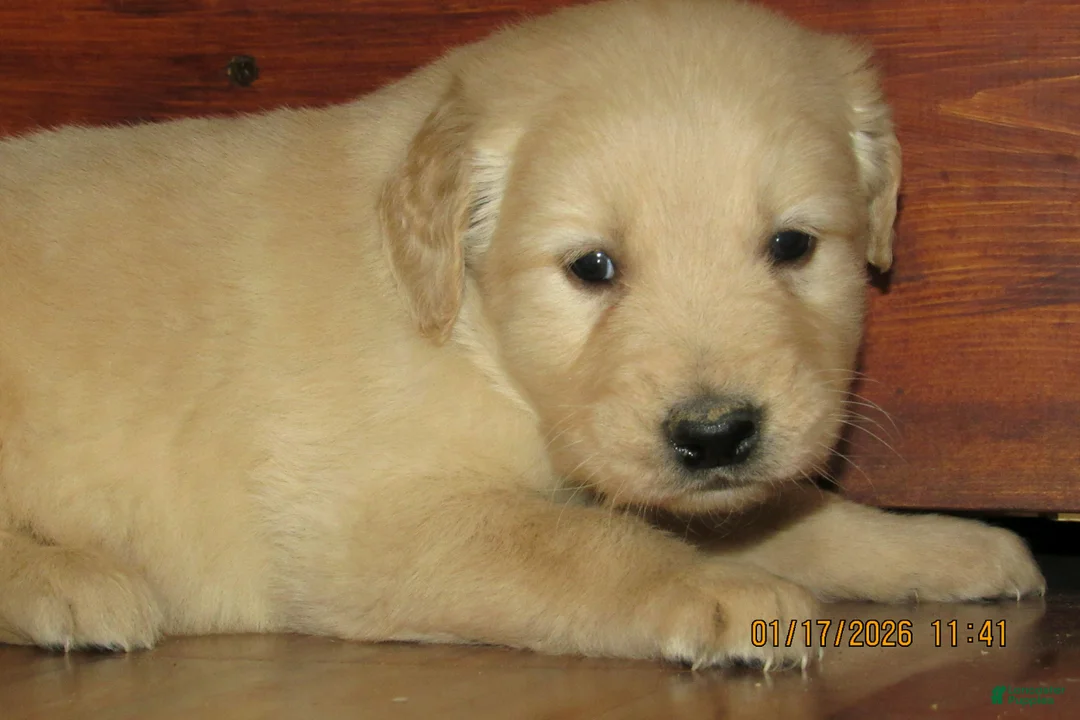 Golden Retriever dogs for sale: Golden Retriever Puppy 6 Tuck - Ad 1