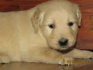 Golden Retriever dogs Golden Retriever Puppy 6 Tuck - Ad 23