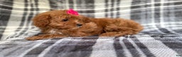 Cavapoo dogs for sale: Raven - Ad 8