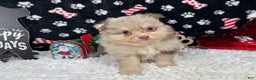 Pomeranian dogs for sale: Pomeranian Puppy 1 - Ad 3
