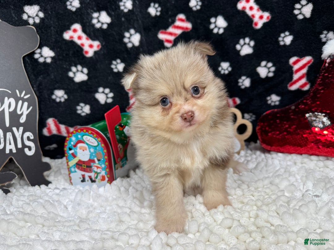 Pomeranian dogs for sale: Pomeranian Puppy 1 - Ad 3