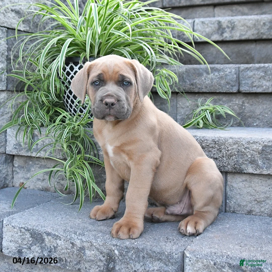 Cane Corso dogs for sale: Jace - Ad 1
