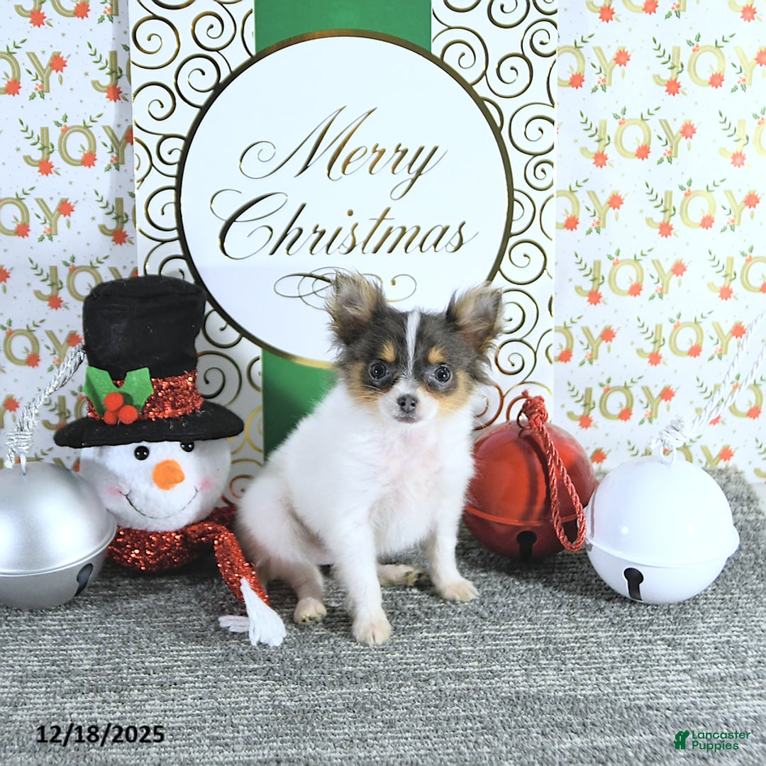 Pomeranian dogs for sale: Lilly - Ad 7